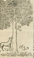 An illustration from In hoc volumine continentur Valerii Cordi Simesusij Annotationes in Pedacij Dioscoridis. Anazarbei De medica materia Libros V. Longe aliae quam ante hac sunt evulgatae. Eiusdem ... Historiae stirpium Lib. IIII posthumi, nunc primum in Lucem editi, adjectis etiam stirpium iconibus, & brevissimus annotatiunculis. Sylva, qua rerum fossilium in Germanium plurimarum metallorum, Lapidum, & stirpium aliquot rariorum notitiam brevissime persequitur nunquam hactenus visa. De artificiosis extractionibus Liber. Compositiones medicinales aliquot, non vulgares, his accedunt Stocc-Hornii et Nessi In Bernatium Helvetiorum ditione montium, & nascentium in eis stirpium descriptio Benedict Aretii, item Conradi Gesneri De hortis Germaniae, Liber recens ...omnia ... studio atque industria ... Conr. Gesneri collecta, & praefationibus illustrata. (1560)