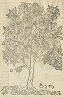 An illustration from In hoc volumine continentur Valerii Cordi Simesusij Annotationes in Pedacij Dioscoridis. Anazarbei De medica materia Libros V. Longe aliae quam ante hac sunt evulgatae. Eiusdem ... Historiae stirpium Lib. IIII posthumi, nunc primum in Lucem editi, adjectis etiam stirpium iconibus, & brevissimus annotatiunculis. Sylva, qua rerum fossilium in Germanium plurimarum metallorum, Lapidum, & stirpium aliquot rariorum notitiam brevissime persequitur nunquam hactenus visa. De artificiosis extractionibus Liber. Compositiones medicinales aliquot, non vulgares, his accedunt Stocc-Hornii et Nessi In Bernatium Helvetiorum ditione montium, & nascentium in eis stirpium descriptio Benedict Aretii, item Conradi Gesneri De hortis Germaniae, Liber recens ...omnia ... studio atque industria ... Conr. Gesneri collecta, & praefationibus illustrata. (1560)