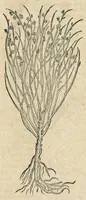 An illustration from In hoc volumine continentur Valerii Cordi Simesusij Annotationes in Pedacij Dioscoridis. Anazarbei De medica materia Libros V. Longe aliae quam ante hac sunt evulgatae. Eiusdem ... Historiae stirpium Lib. IIII posthumi, nunc primum in Lucem editi, adjectis etiam stirpium iconibus, & brevissimus annotatiunculis. Sylva, qua rerum fossilium in Germanium plurimarum metallorum, Lapidum, & stirpium aliquot rariorum notitiam brevissime persequitur nunquam hactenus visa. De artificiosis extractionibus Liber. Compositiones medicinales aliquot, non vulgares, his accedunt Stocc-Hornii et Nessi In Bernatium Helvetiorum ditione montium, & nascentium in eis stirpium descriptio Benedict Aretii, item Conradi Gesneri De hortis Germaniae, Liber recens ...omnia ... studio atque industria ... Conr. Gesneri collecta, & praefationibus illustrata. (1560)