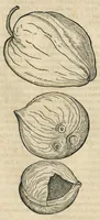 An illustration from In hoc volumine continentur Valerii Cordi Simesusij Annotationes in Pedacij Dioscoridis. Anazarbei De medica materia Libros V. Longe aliae quam ante hac sunt evulgatae. Eiusdem ... Historiae stirpium Lib. IIII posthumi, nunc primum in Lucem editi, adjectis etiam stirpium iconibus, & brevissimus annotatiunculis. Sylva, qua rerum fossilium in Germanium plurimarum metallorum, Lapidum, & stirpium aliquot rariorum notitiam brevissime persequitur nunquam hactenus visa. De artificiosis extractionibus Liber. Compositiones medicinales aliquot, non vulgares, his accedunt Stocc-Hornii et Nessi In Bernatium Helvetiorum ditione montium, & nascentium in eis stirpium descriptio Benedict Aretii, item Conradi Gesneri De hortis Germaniae, Liber recens ...omnia ... studio atque industria ... Conr. Gesneri collecta, & praefationibus illustrata. (1560)