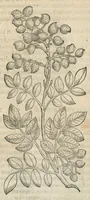 An illustration from In hoc volumine continentur Valerii Cordi Simesusij Annotationes in Pedacij Dioscoridis. Anazarbei De medica materia Libros V. Longe aliae quam ante hac sunt evulgatae. Eiusdem ... Historiae stirpium Lib. IIII posthumi, nunc primum in Lucem editi, adjectis etiam stirpium iconibus, & brevissimus annotatiunculis. Sylva, qua rerum fossilium in Germanium plurimarum metallorum, Lapidum, & stirpium aliquot rariorum notitiam brevissime persequitur nunquam hactenus visa. De artificiosis extractionibus Liber. Compositiones medicinales aliquot, non vulgares, his accedunt Stocc-Hornii et Nessi In Bernatium Helvetiorum ditione montium, & nascentium in eis stirpium descriptio Benedict Aretii, item Conradi Gesneri De hortis Germaniae, Liber recens ...omnia ... studio atque industria ... Conr. Gesneri collecta, & praefationibus illustrata. (1560)