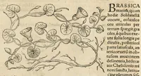 Picture 17 of 17 from In hoc volumine continentur Valerii Cordi Simesusij Annotationes in Pedacij Dioscoridis. Anazarbei De medica materia Libros V. Longe aliae quam ante hac sunt evulgatae. Eiusdem ... Historiae stirpium Lib. IIII posthumi, nunc primum in Lucem editi, adjectis etiam stirpium iconibus, & brevissimus annotatiunculis. Sylva, qua rerum fossilium in Germanium plurimarum metallorum, Lapidum, & stirpium aliquot rariorum notitiam brevissime persequitur nunquam hactenus visa. De artificiosis extractionibus Liber. Compositiones medicinales aliquot, non vulgares, his accedunt Stocc-Hornii et Nessi In Bernatium Helvetiorum ditione montium, & nascentium in eis stirpium descriptio Benedict Aretii, item Conradi Gesneri De hortis Germaniae, Liber recens ...omnia ... studio atque industria ... Conr. Gesneri collecta, & praefationibus illustrata. (1560), leaf 430