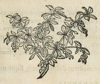 An illustration from Botanicon, continens herbarum, aliorumque simplicium, quorum usus in medicinis est, descriptiones et iconas ad vivum effigiatas : ex praecipuis tam Grecis quam Latinis Authoribus jam recens concinnatum ; Additis etiam, quae Neotericorum obseruationes & experientiae uel comprobarunt denuo, uel nuper inuenerunt/ Avt. Theodorico Dorstenio Medico. (1540)