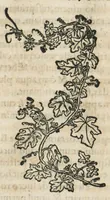 Picture 13 of 75 from Botanicon, continens herbarum, aliorumque simplicium, quorum usus in medicinis est, descriptiones et iconas ad vivum effigiatas : ex praecipuis tam Grecis quam Latinis Authoribus jam recens concinnatum ; Additis etiam, quae Neotericorum obseruationes & experientiae uel comprobarunt denuo, uel nuper inuenerunt/ Avt. Theodorico Dorstenio Medico. (1540), leaf 127