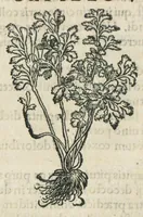 An illustration from Botanicon, continens herbarum, aliorumque simplicium, quorum usus in medicinis est, descriptiones et iconas ad vivum effigiatas : ex praecipuis tam Grecis quam Latinis Authoribus jam recens concinnatum ; Additis etiam, quae Neotericorum obseruationes & experientiae uel comprobarunt denuo, uel nuper inuenerunt/ Avt. Theodorico Dorstenio Medico. (1540)