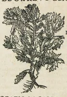 An illustration from Botanicon, continens herbarum, aliorumque simplicium, quorum usus in medicinis est, descriptiones et iconas ad vivum effigiatas : ex praecipuis tam Grecis quam Latinis Authoribus jam recens concinnatum ; Additis etiam, quae Neotericorum obseruationes & experientiae uel comprobarunt denuo, uel nuper inuenerunt/ Avt. Theodorico Dorstenio Medico. (1540)