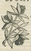 Picture 17 of 75 from Botanicon, continens herbarum, aliorumque simplicium, quorum usus in medicinis est, descriptiones et iconas ad vivum effigiatas : ex praecipuis tam Grecis quam Latinis Authoribus jam recens concinnatum ; Additis etiam, quae Neotericorum obseruationes & experientiae uel comprobarunt denuo, uel nuper inuenerunt/ Avt. Theodorico Dorstenio Medico. (1540), leaf 163