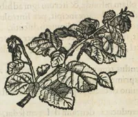 An illustration from Botanicon, continens herbarum, aliorumque simplicium, quorum usus in medicinis est, descriptiones et iconas ad vivum effigiatas : ex praecipuis tam Grecis quam Latinis Authoribus jam recens concinnatum ; Additis etiam, quae Neotericorum obseruationes & experientiae uel comprobarunt denuo, uel nuper inuenerunt/ Avt. Theodorico Dorstenio Medico. (1540)