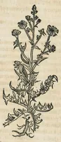 An illustration from Botanicon, continens herbarum, aliorumque simplicium, quorum usus in medicinis est, descriptiones et iconas ad vivum effigiatas : ex praecipuis tam Grecis quam Latinis Authoribus jam recens concinnatum ; Additis etiam, quae Neotericorum obseruationes & experientiae uel comprobarunt denuo, uel nuper inuenerunt/ Avt. Theodorico Dorstenio Medico. (1540)