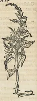 An illustration from Botanicon, continens herbarum, aliorumque simplicium, quorum usus in medicinis est, descriptiones et iconas ad vivum effigiatas : ex praecipuis tam Grecis quam Latinis Authoribus jam recens concinnatum ; Additis etiam, quae Neotericorum obseruationes & experientiae uel comprobarunt denuo, uel nuper inuenerunt/ Avt. Theodorico Dorstenio Medico. (1540)