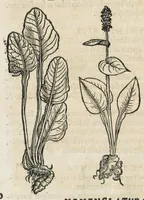 Picture 22 of 75 from Botanicon, continens herbarum, aliorumque simplicium, quorum usus in medicinis est, descriptiones et iconas ad vivum effigiatas : ex praecipuis tam Grecis quam Latinis Authoribus jam recens concinnatum ; Additis etiam, quae Neotericorum obseruationes & experientiae uel comprobarunt denuo, uel nuper inuenerunt/ Avt. Theodorico Dorstenio Medico. (1540), leaf 198