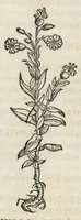 An illustration from Botanicon, continens herbarum, aliorumque simplicium, quorum usus in medicinis est, descriptiones et iconas ad vivum effigiatas : ex praecipuis tam Grecis quam Latinis Authoribus jam recens concinnatum ; Additis etiam, quae Neotericorum obseruationes & experientiae uel comprobarunt denuo, uel nuper inuenerunt/ Avt. Theodorico Dorstenio Medico. (1540)