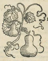 Picture 24 of 75 from Botanicon, continens herbarum, aliorumque simplicium, quorum usus in medicinis est, descriptiones et iconas ad vivum effigiatas : ex praecipuis tam Grecis quam Latinis Authoribus jam recens concinnatum ; Additis etiam, quae Neotericorum obseruationes & experientiae uel comprobarunt denuo, uel nuper inuenerunt/ Avt. Theodorico Dorstenio Medico. (1540), leaf 216