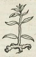 An illustration from Botanicon, continens herbarum, aliorumque simplicium, quorum usus in medicinis est, descriptiones et iconas ad vivum effigiatas : ex praecipuis tam Grecis quam Latinis Authoribus jam recens concinnatum ; Additis etiam, quae Neotericorum obseruationes & experientiae uel comprobarunt denuo, uel nuper inuenerunt/ Avt. Theodorico Dorstenio Medico. (1540)