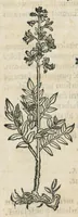 An illustration from Botanicon, continens herbarum, aliorumque simplicium, quorum usus in medicinis est, descriptiones et iconas ad vivum effigiatas : ex praecipuis tam Grecis quam Latinis Authoribus jam recens concinnatum ; Additis etiam, quae Neotericorum obseruationes & experientiae uel comprobarunt denuo, uel nuper inuenerunt/ Avt. Theodorico Dorstenio Medico. (1540)