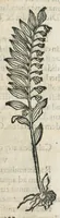 An illustration from Botanicon, continens herbarum, aliorumque simplicium, quorum usus in medicinis est, descriptiones et iconas ad vivum effigiatas : ex praecipuis tam Grecis quam Latinis Authoribus jam recens concinnatum ; Additis etiam, quae Neotericorum obseruationes & experientiae uel comprobarunt denuo, uel nuper inuenerunt/ Avt. Theodorico Dorstenio Medico. (1540)