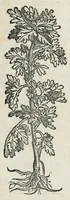 An illustration from Botanicon, continens herbarum, aliorumque simplicium, quorum usus in medicinis est, descriptiones et iconas ad vivum effigiatas : ex praecipuis tam Grecis quam Latinis Authoribus jam recens concinnatum ; Additis etiam, quae Neotericorum obseruationes & experientiae uel comprobarunt denuo, uel nuper inuenerunt/ Avt. Theodorico Dorstenio Medico. (1540)