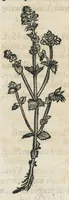 An illustration from Botanicon, continens herbarum, aliorumque simplicium, quorum usus in medicinis est, descriptiones et iconas ad vivum effigiatas : ex praecipuis tam Grecis quam Latinis Authoribus jam recens concinnatum ; Additis etiam, quae Neotericorum obseruationes & experientiae uel comprobarunt denuo, uel nuper inuenerunt/ Avt. Theodorico Dorstenio Medico. (1540)