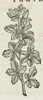 An illustration from Botanicon, continens herbarum, aliorumque simplicium, quorum usus in medicinis est, descriptiones et iconas ad vivum effigiatas : ex praecipuis tam Grecis quam Latinis Authoribus jam recens concinnatum ; Additis etiam, quae Neotericorum obseruationes & experientiae uel comprobarunt denuo, uel nuper inuenerunt/ Avt. Theodorico Dorstenio Medico. (1540)