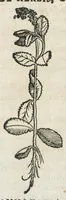 An illustration from Botanicon, continens herbarum, aliorumque simplicium, quorum usus in medicinis est, descriptiones et iconas ad vivum effigiatas : ex praecipuis tam Grecis quam Latinis Authoribus jam recens concinnatum ; Additis etiam, quae Neotericorum obseruationes & experientiae uel comprobarunt denuo, uel nuper inuenerunt/ Avt. Theodorico Dorstenio Medico. (1540)