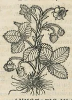 An illustration from Botanicon, continens herbarum, aliorumque simplicium, quorum usus in medicinis est, descriptiones et iconas ad vivum effigiatas : ex praecipuis tam Grecis quam Latinis Authoribus jam recens concinnatum ; Additis etiam, quae Neotericorum obseruationes & experientiae uel comprobarunt denuo, uel nuper inuenerunt/ Avt. Theodorico Dorstenio Medico. (1540)