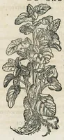 An illustration from Botanicon, continens herbarum, aliorumque simplicium, quorum usus in medicinis est, descriptiones et iconas ad vivum effigiatas : ex praecipuis tam Grecis quam Latinis Authoribus jam recens concinnatum ; Additis etiam, quae Neotericorum obseruationes & experientiae uel comprobarunt denuo, uel nuper inuenerunt/ Avt. Theodorico Dorstenio Medico. (1540)