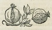 An illustration from Botanicon, continens herbarum, aliorumque simplicium, quorum usus in medicinis est, descriptiones et iconas ad vivum effigiatas : ex praecipuis tam Grecis quam Latinis Authoribus jam recens concinnatum ; Additis etiam, quae Neotericorum obseruationes & experientiae uel comprobarunt denuo, uel nuper inuenerunt/ Avt. Theodorico Dorstenio Medico. (1540)