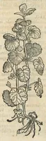 An illustration from Botanicon, continens herbarum, aliorumque simplicium, quorum usus in medicinis est, descriptiones et iconas ad vivum effigiatas : ex praecipuis tam Grecis quam Latinis Authoribus jam recens concinnatum ; Additis etiam, quae Neotericorum obseruationes & experientiae uel comprobarunt denuo, uel nuper inuenerunt/ Avt. Theodorico Dorstenio Medico. (1540)