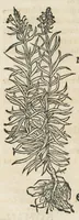 An illustration from Botanicon, continens herbarum, aliorumque simplicium, quorum usus in medicinis est, descriptiones et iconas ad vivum effigiatas : ex praecipuis tam Grecis quam Latinis Authoribus jam recens concinnatum ; Additis etiam, quae Neotericorum obseruationes & experientiae uel comprobarunt denuo, uel nuper inuenerunt/ Avt. Theodorico Dorstenio Medico. (1540)