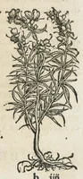 An illustration from Botanicon, continens herbarum, aliorumque simplicium, quorum usus in medicinis est, descriptiones et iconas ad vivum effigiatas : ex praecipuis tam Grecis quam Latinis Authoribus jam recens concinnatum ; Additis etiam, quae Neotericorum obseruationes & experientiae uel comprobarunt denuo, uel nuper inuenerunt/ Avt. Theodorico Dorstenio Medico. (1540)