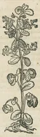 An illustration from Botanicon, continens herbarum, aliorumque simplicium, quorum usus in medicinis est, descriptiones et iconas ad vivum effigiatas : ex praecipuis tam Grecis quam Latinis Authoribus jam recens concinnatum ; Additis etiam, quae Neotericorum obseruationes & experientiae uel comprobarunt denuo, uel nuper inuenerunt/ Avt. Theodorico Dorstenio Medico. (1540)