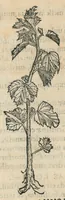 An illustration from Botanicon, continens herbarum, aliorumque simplicium, quorum usus in medicinis est, descriptiones et iconas ad vivum effigiatas : ex praecipuis tam Grecis quam Latinis Authoribus jam recens concinnatum ; Additis etiam, quae Neotericorum obseruationes & experientiae uel comprobarunt denuo, uel nuper inuenerunt/ Avt. Theodorico Dorstenio Medico. (1540)