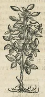 An illustration from Botanicon, continens herbarum, aliorumque simplicium, quorum usus in medicinis est, descriptiones et iconas ad vivum effigiatas : ex praecipuis tam Grecis quam Latinis Authoribus jam recens concinnatum ; Additis etiam, quae Neotericorum obseruationes & experientiae uel comprobarunt denuo, uel nuper inuenerunt/ Avt. Theodorico Dorstenio Medico. (1540)