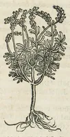 An illustration from Botanicon, continens herbarum, aliorumque simplicium, quorum usus in medicinis est, descriptiones et iconas ad vivum effigiatas : ex praecipuis tam Grecis quam Latinis Authoribus jam recens concinnatum ; Additis etiam, quae Neotericorum obseruationes & experientiae uel comprobarunt denuo, uel nuper inuenerunt/ Avt. Theodorico Dorstenio Medico. (1540)