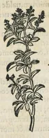 An illustration from Botanicon, continens herbarum, aliorumque simplicium, quorum usus in medicinis est, descriptiones et iconas ad vivum effigiatas : ex praecipuis tam Grecis quam Latinis Authoribus jam recens concinnatum ; Additis etiam, quae Neotericorum obseruationes & experientiae uel comprobarunt denuo, uel nuper inuenerunt/ Avt. Theodorico Dorstenio Medico. (1540)