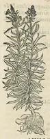 An illustration from Botanicon, continens herbarum, aliorumque simplicium, quorum usus in medicinis est, descriptiones et iconas ad vivum effigiatas : ex praecipuis tam Grecis quam Latinis Authoribus jam recens concinnatum ; Additis etiam, quae Neotericorum obseruationes & experientiae uel comprobarunt denuo, uel nuper inuenerunt/ Avt. Theodorico Dorstenio Medico. (1540)