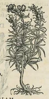 An illustration from Botanicon, continens herbarum, aliorumque simplicium, quorum usus in medicinis est, descriptiones et iconas ad vivum effigiatas : ex praecipuis tam Grecis quam Latinis Authoribus jam recens concinnatum ; Additis etiam, quae Neotericorum obseruationes & experientiae uel comprobarunt denuo, uel nuper inuenerunt/ Avt. Theodorico Dorstenio Medico. (1540)