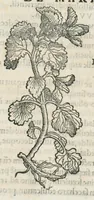 An illustration from Botanicon, continens herbarum, aliorumque simplicium, quorum usus in medicinis est, descriptiones et iconas ad vivum effigiatas : ex praecipuis tam Grecis quam Latinis Authoribus jam recens concinnatum ; Additis etiam, quae Neotericorum obseruationes & experientiae uel comprobarunt denuo, uel nuper inuenerunt/ Avt. Theodorico Dorstenio Medico. (1540)