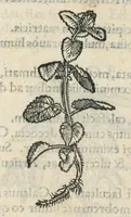 An illustration from Botanicon, continens herbarum, aliorumque simplicium, quorum usus in medicinis est, descriptiones et iconas ad vivum effigiatas : ex praecipuis tam Grecis quam Latinis Authoribus jam recens concinnatum ; Additis etiam, quae Neotericorum obseruationes & experientiae uel comprobarunt denuo, uel nuper inuenerunt/ Avt. Theodorico Dorstenio Medico. (1540)