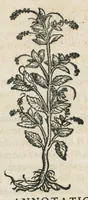 Picture 47 of 75 from Botanicon, continens herbarum, aliorumque simplicium, quorum usus in medicinis est, descriptiones et iconas ad vivum effigiatas : ex praecipuis tam Grecis quam Latinis Authoribus jam recens concinnatum ; Additis etiam, quae Neotericorum obseruationes & experientiae uel comprobarunt denuo, uel nuper inuenerunt/ Avt. Theodorico Dorstenio Medico. (1540), leaf 402