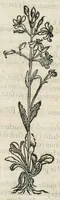 An illustration from Botanicon, continens herbarum, aliorumque simplicium, quorum usus in medicinis est, descriptiones et iconas ad vivum effigiatas : ex praecipuis tam Grecis quam Latinis Authoribus jam recens concinnatum ; Additis etiam, quae Neotericorum obseruationes & experientiae uel comprobarunt denuo, uel nuper inuenerunt/ Avt. Theodorico Dorstenio Medico. (1540)