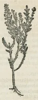 An illustration from Botanicon, continens herbarum, aliorumque simplicium, quorum usus in medicinis est, descriptiones et iconas ad vivum effigiatas : ex praecipuis tam Grecis quam Latinis Authoribus jam recens concinnatum ; Additis etiam, quae Neotericorum obseruationes & experientiae uel comprobarunt denuo, uel nuper inuenerunt/ Avt. Theodorico Dorstenio Medico. (1540)