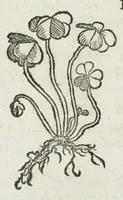 An illustration from Botanicon, continens herbarum, aliorumque simplicium, quorum usus in medicinis est, descriptiones et iconas ad vivum effigiatas : ex praecipuis tam Grecis quam Latinis Authoribus jam recens concinnatum ; Additis etiam, quae Neotericorum obseruationes & experientiae uel comprobarunt denuo, uel nuper inuenerunt/ Avt. Theodorico Dorstenio Medico. (1540)