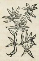 An illustration from Botanicon, continens herbarum, aliorumque simplicium, quorum usus in medicinis est, descriptiones et iconas ad vivum effigiatas : ex praecipuis tam Grecis quam Latinis Authoribus jam recens concinnatum ; Additis etiam, quae Neotericorum obseruationes & experientiae uel comprobarunt denuo, uel nuper inuenerunt/ Avt. Theodorico Dorstenio Medico. (1540)