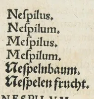 Picture 51 of 75 from Botanicon, continens herbarum, aliorumque simplicium, quorum usus in medicinis est, descriptiones et iconas ad vivum effigiatas : ex praecipuis tam Grecis quam Latinis Authoribus jam recens concinnatum ; Additis etiam, quae Neotericorum obseruationes & experientiae uel comprobarunt denuo, uel nuper inuenerunt/ Avt. Theodorico Dorstenio Medico. (1540), leaf 423