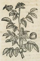 Picture 52 of 75 from Botanicon, continens herbarum, aliorumque simplicium, quorum usus in medicinis est, descriptiones et iconas ad vivum effigiatas : ex praecipuis tam Grecis quam Latinis Authoribus jam recens concinnatum ; Additis etiam, quae Neotericorum obseruationes & experientiae uel comprobarunt denuo, uel nuper inuenerunt/ Avt. Theodorico Dorstenio Medico. (1540), leaf 428