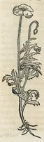 An illustration from Botanicon, continens herbarum, aliorumque simplicium, quorum usus in medicinis est, descriptiones et iconas ad vivum effigiatas : ex praecipuis tam Grecis quam Latinis Authoribus jam recens concinnatum ; Additis etiam, quae Neotericorum obseruationes & experientiae uel comprobarunt denuo, uel nuper inuenerunt/ Avt. Theodorico Dorstenio Medico. (1540)