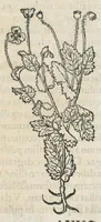 An illustration from Botanicon, continens herbarum, aliorumque simplicium, quorum usus in medicinis est, descriptiones et iconas ad vivum effigiatas : ex praecipuis tam Grecis quam Latinis Authoribus jam recens concinnatum ; Additis etiam, quae Neotericorum obseruationes & experientiae uel comprobarunt denuo, uel nuper inuenerunt/ Avt. Theodorico Dorstenio Medico. (1540)