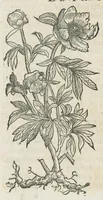Picture 55 of 75 from Botanicon, continens herbarum, aliorumque simplicium, quorum usus in medicinis est, descriptiones et iconas ad vivum effigiatas : ex praecipuis tam Grecis quam Latinis Authoribus jam recens concinnatum ; Additis etiam, quae Neotericorum obseruationes & experientiae uel comprobarunt denuo, uel nuper inuenerunt/ Avt. Theodorico Dorstenio Medico. (1540), leaf 448