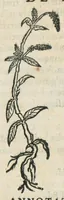 An illustration from Botanicon, continens herbarum, aliorumque simplicium, quorum usus in medicinis est, descriptiones et iconas ad vivum effigiatas : ex praecipuis tam Grecis quam Latinis Authoribus jam recens concinnatum ; Additis etiam, quae Neotericorum obseruationes & experientiae uel comprobarunt denuo, uel nuper inuenerunt/ Avt. Theodorico Dorstenio Medico. (1540)